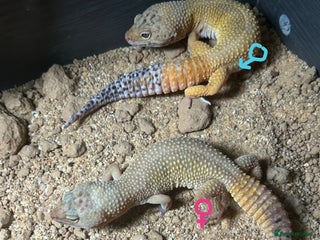 Leopard Gecko reptiles 2 leopard geckos with setup, 1f 1m - Advert 2