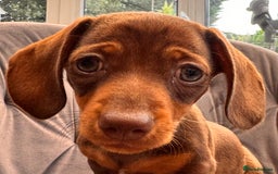 Miniature Dachshund dogs for sale: BEAUTIFUL MINI DACHSHUND PUPPIES READY NOW - Image 3