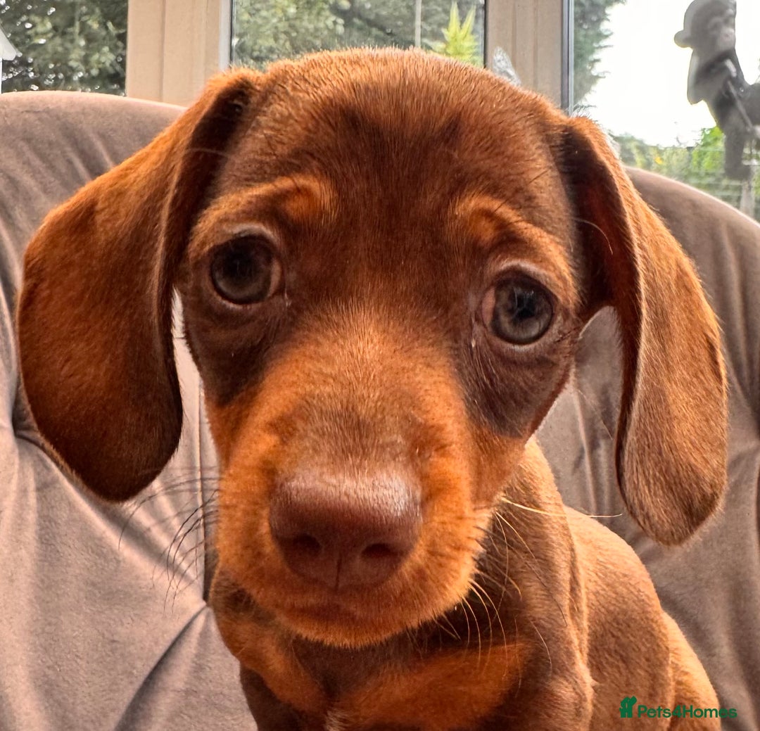Miniature Dachshund dogs for sale: BEAUTIFUL MINI DACHSHUND PUPPIES READY NOW - Image 3