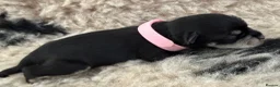Miniature Schnauzer dogs for sale: Beautiful miniature schnauzers - Advert 4