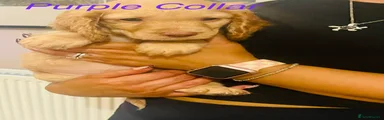 Cockapoo 7
