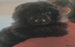 Shihpoo dogs for sale: Standard poodle x shihpoo - Image 28