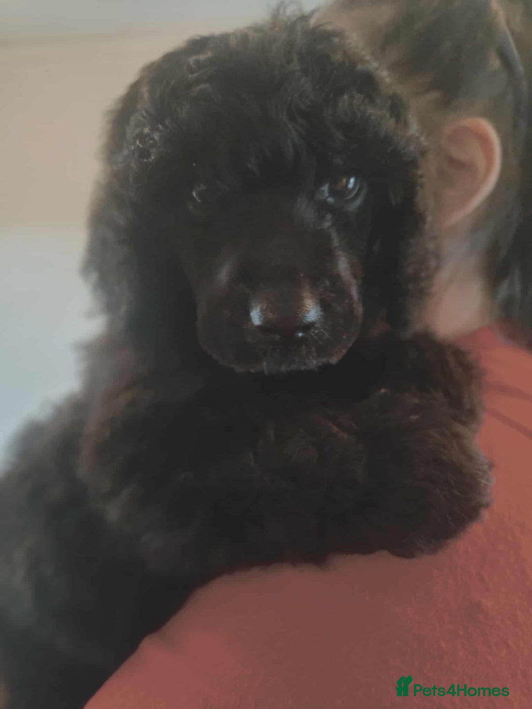 Shihpoo dogs for sale: Standard poodle x shihpoo - Image 28