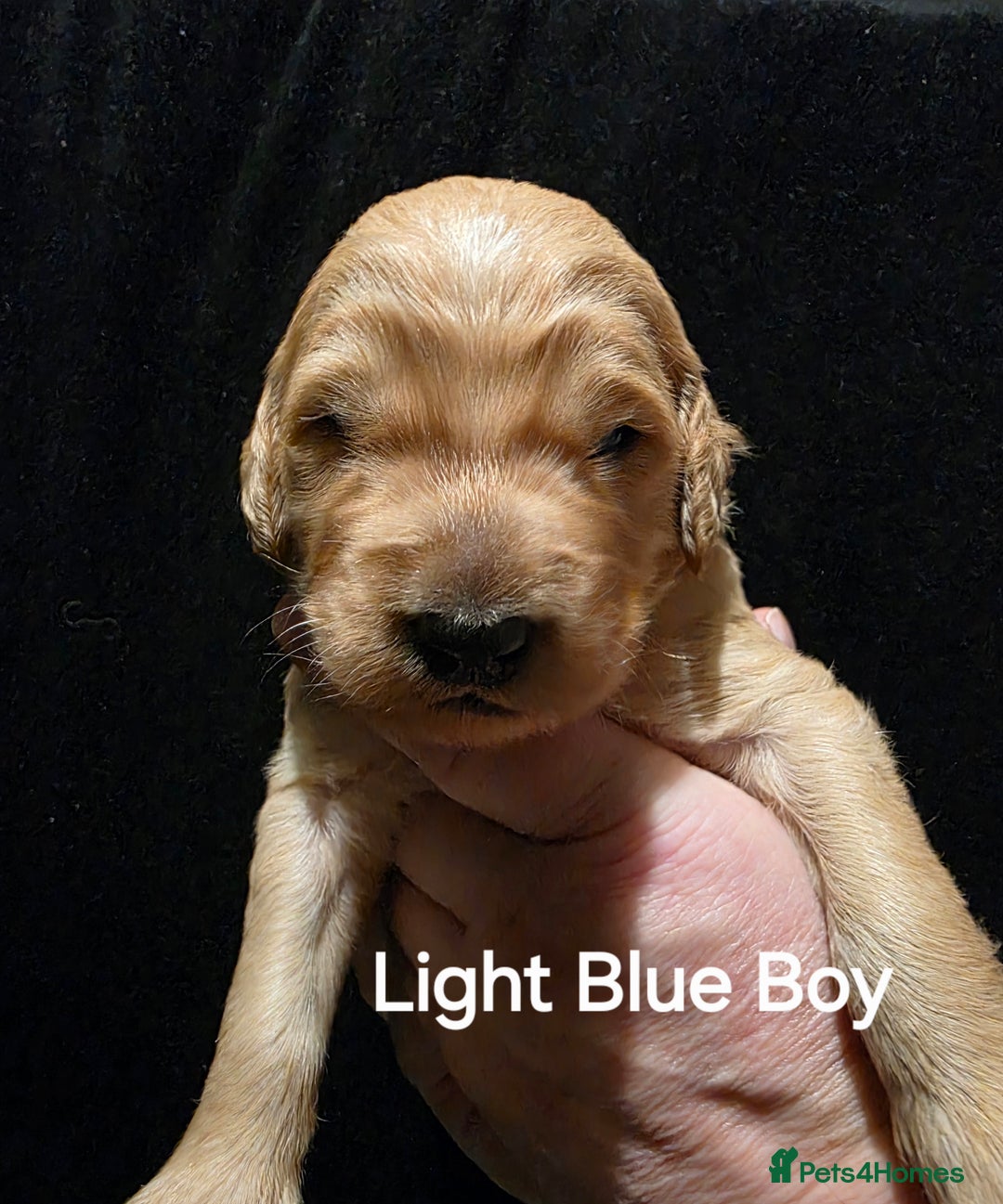 Goldendoodle dogs for sale: Fully Health Tested F1 Goldendoodles - Advert 21