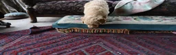 Labradoodle dogs for sale: Beautiful Third-Generation Labradoodle Puppie - Advert 31