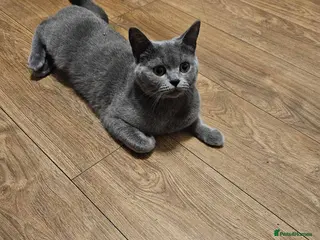 Mixed Breed cats mixed breed kittens - Advert 1