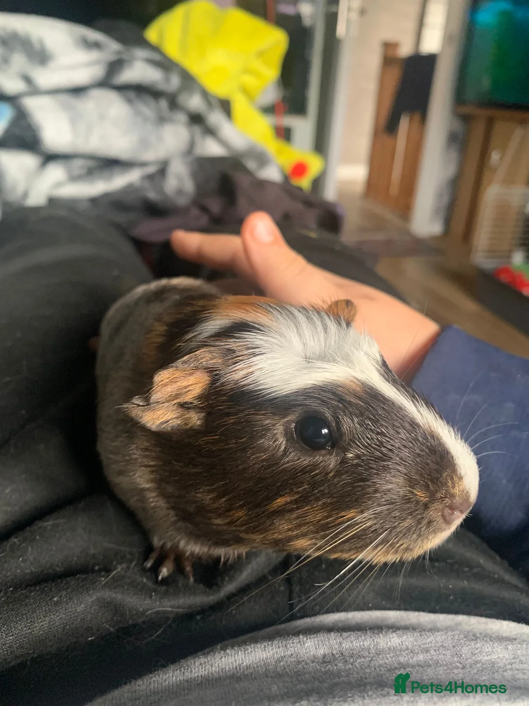 Guinea Pig rodents for sale: Male guinea pig  - Advert 7