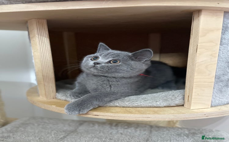 British Shorthair cats - Advert 6