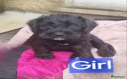 Mixed Breed dogs for sale: Mixer breed puppys  - Image 12