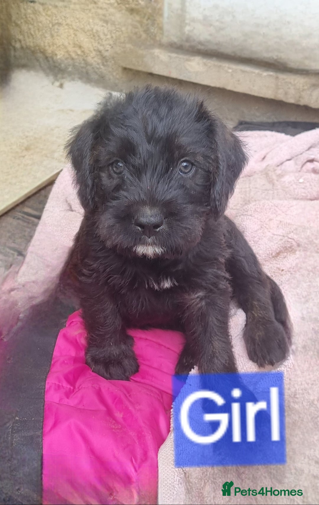 Mixed Breed dogs for sale: Mixer breed puppys  - Image 12