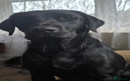 Labrador Retriever dogs for sale: Chunky cute lab pups for sale - Image 29