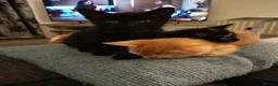 Mixed Breed cats for sale: Adorable kittens ready for forever/loving home - Advert 8