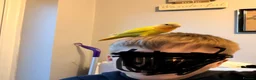 Lovebirds birds for sale: Beautiful Bonded Tame Pair of Lovebirds 1 year old - Advert 20