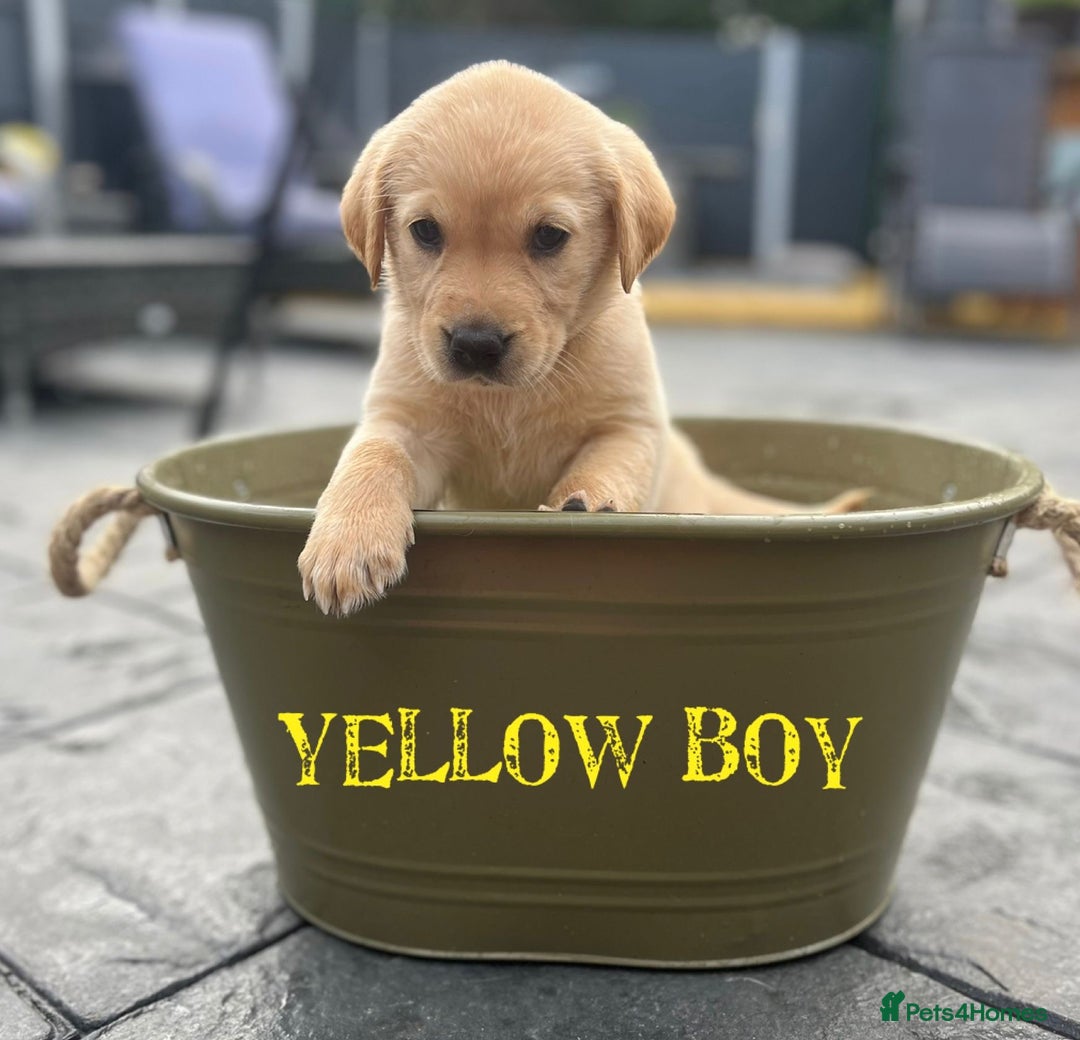 Labrador Retriever dogs for stud: Lovely handsome stud lucerys in Orpington - Image 22