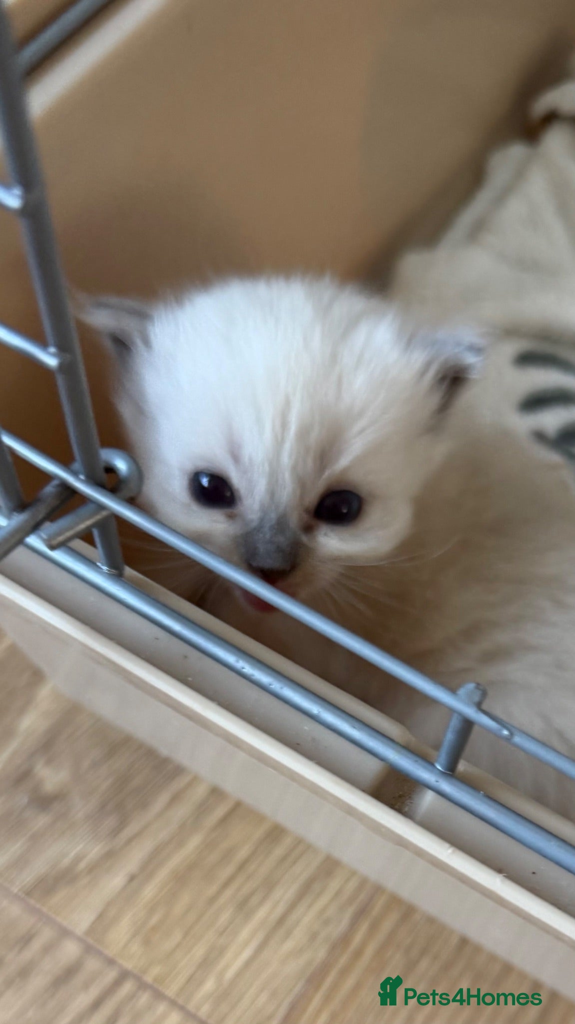 Ragdoll cats GCCF RAGDOLL KITTENS - Advert 1