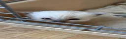 Ragdoll cats for sale: GCCF RAGDOLL KITTENS - Advert 3