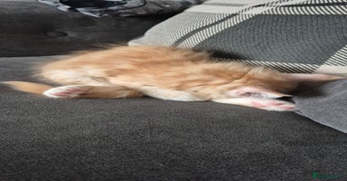 Maine Coon cats - Advert 16
