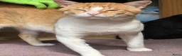 Mixed Breed cats for adoption: He’s just Mircea. in Edinburgh - Advert 3