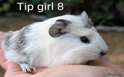 Guinea Pig rodents for sale: Gorgeous guinea pig pups  - Image 2