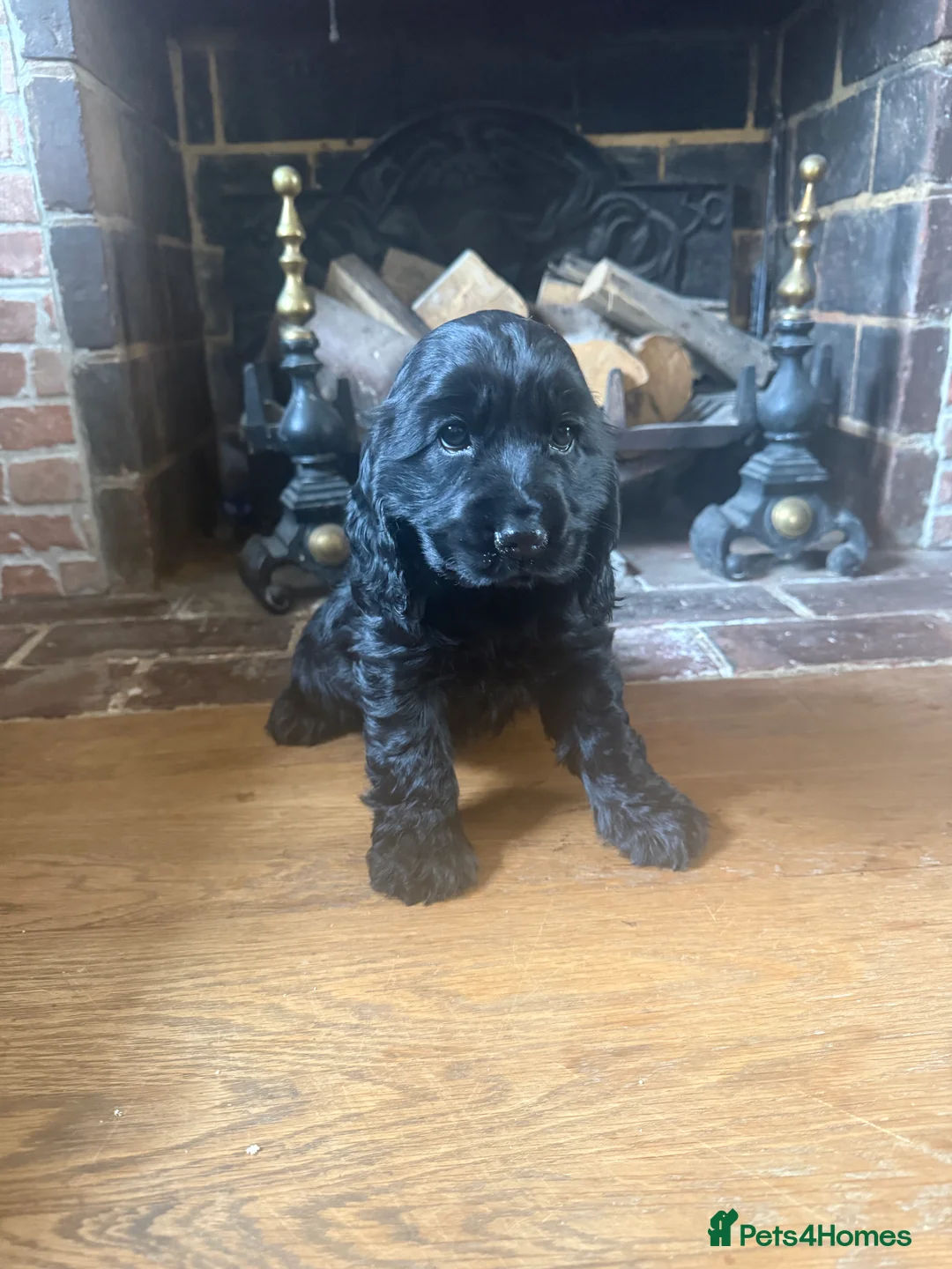 Cocker Spaniel dogs for sale: 8 Week Show Type Cocker Spaniel Bitch in Tonbridge - Advert 1