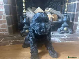 Cocker Spaniel dogs 8 Week Show Type Cocker Spaniel Bitch - Advert 11