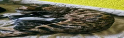 Bengal cats for sale: Adorable Bengal Kittens - Advert 6