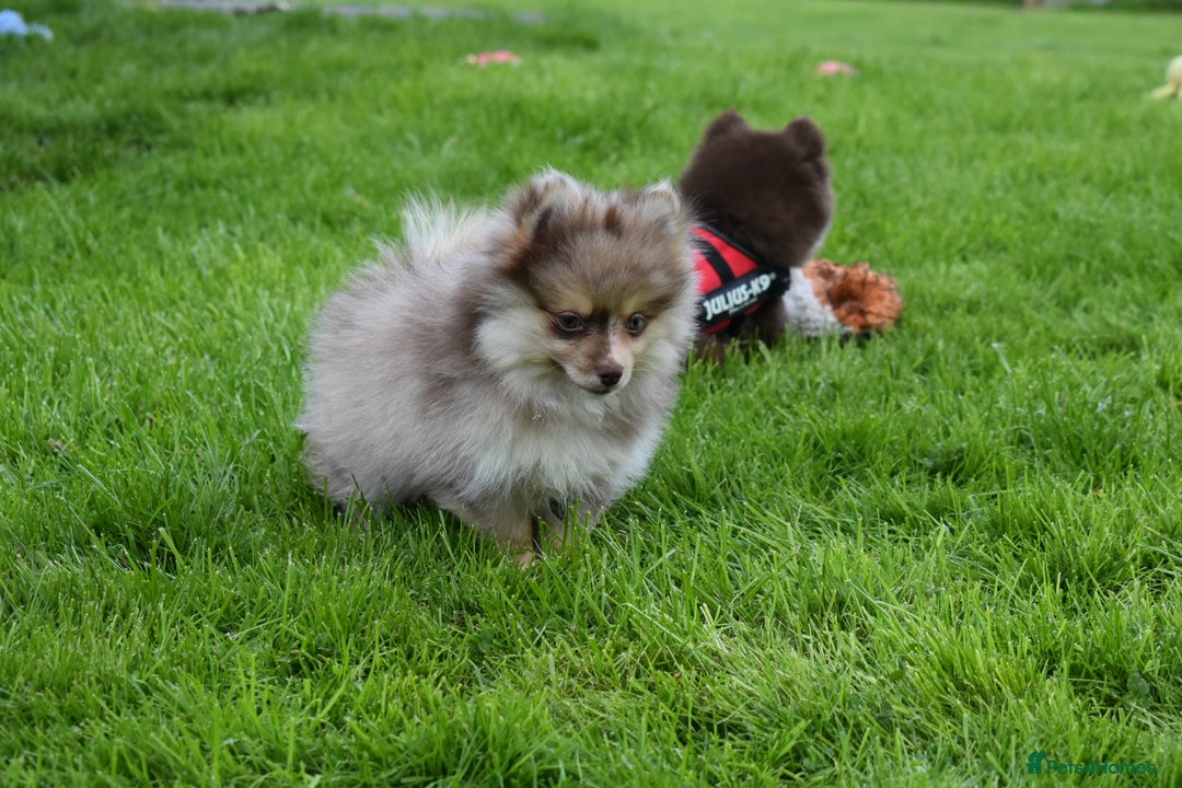 Pomsky dogs for sale: Merle Genuine Toy Size  Pomsky Puppies - Image 4