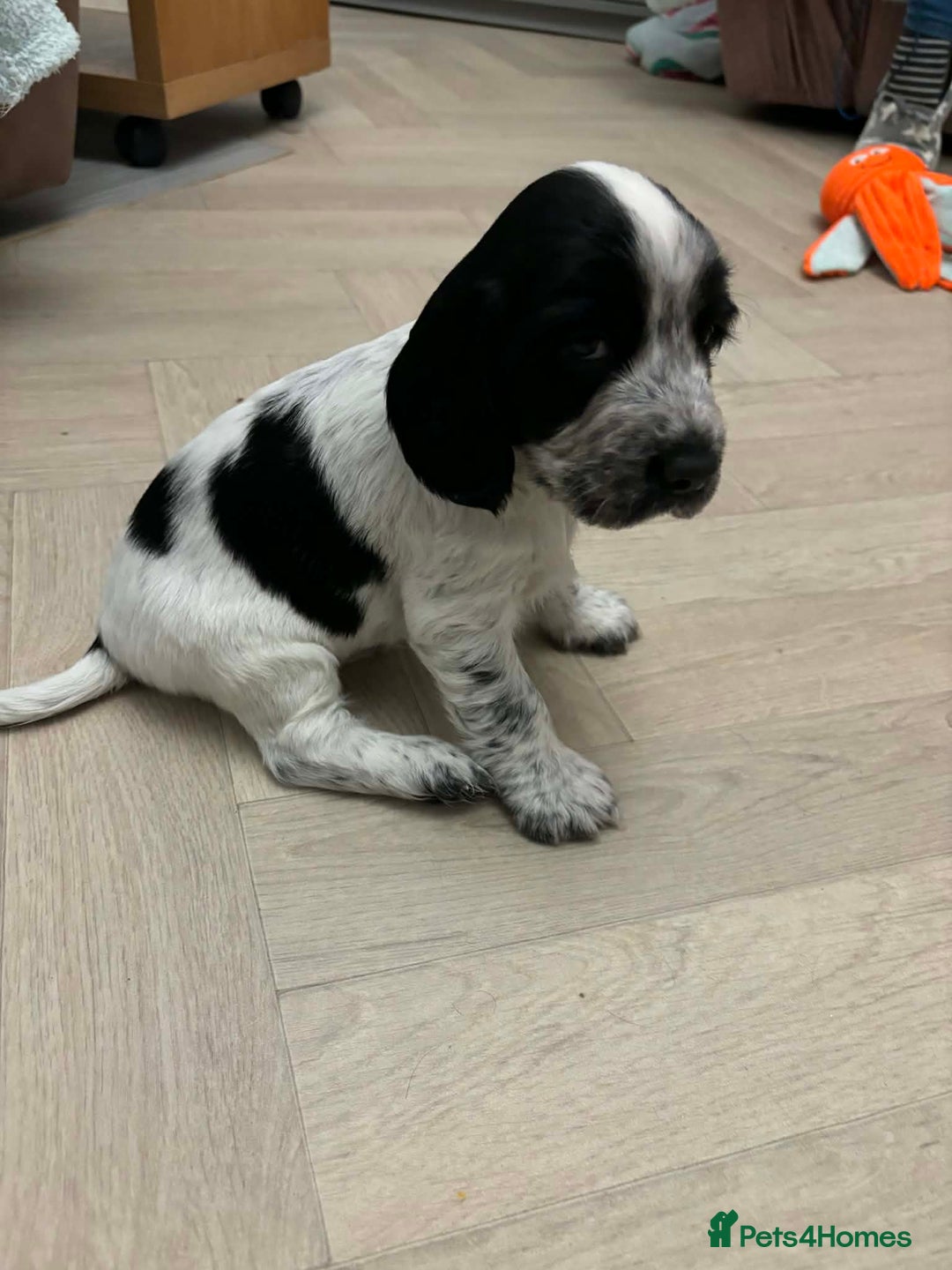 Sprocker dogs for sale: Adorable F1 Sprocker Spaniel Babies.  - Advert 1