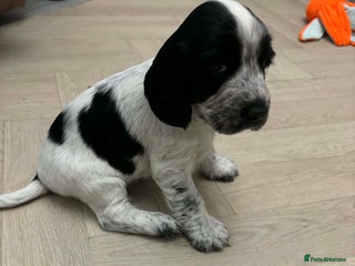 Sprocker dogs Adorable F1 Sprocker Spaniel Babies. - Advert 6