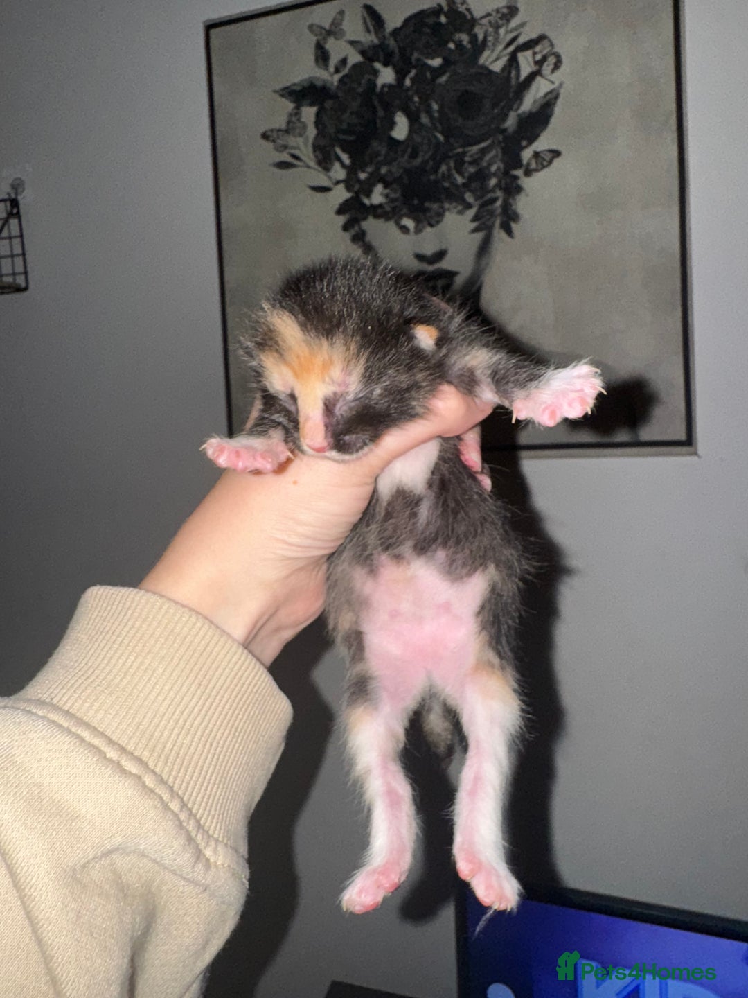 Mixed Breed cats for sale: 5 beautiful kittens PLEASE READ DESCRIPTION  - Advert 13