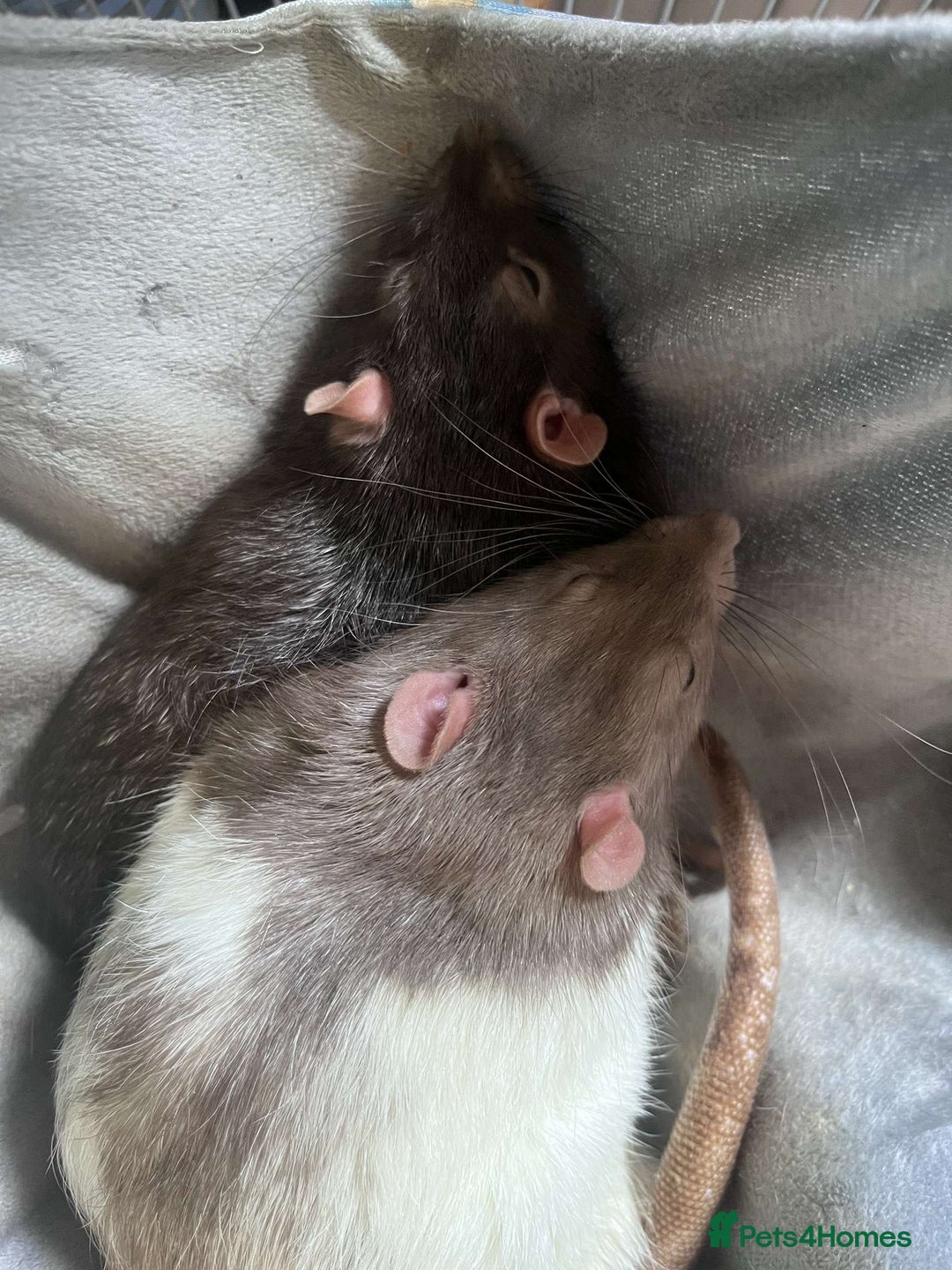 Rat rodents for sale: 3 male rats for rehoming(with cage and accessories - Image 4