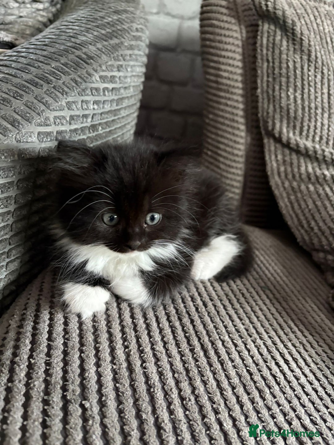 British Longhair cats for sale: Long haired British blue - Image 2