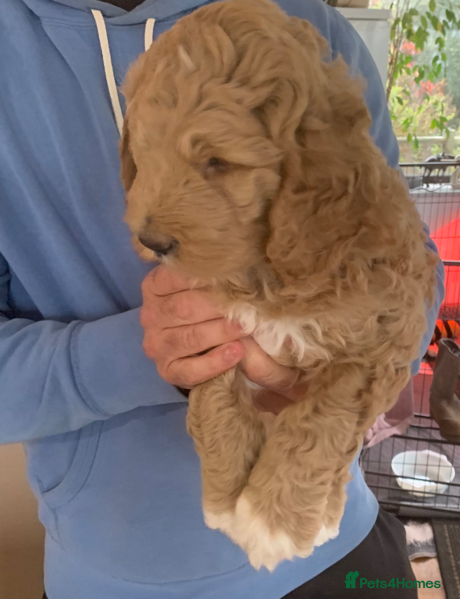 Goldendoodle dogs Goldendoodle/double doodle - Advert 6