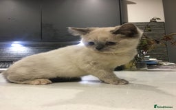 British Shorthair cats for sale: Only 2 baby boys left Stunning fluffy kittens  - Image 14