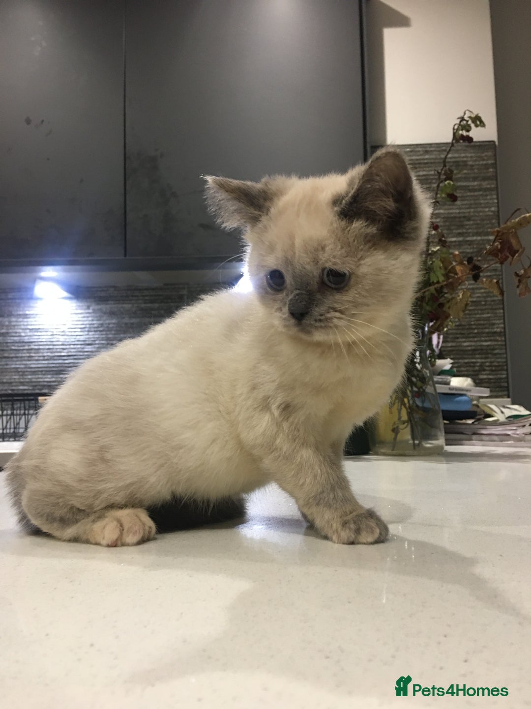 British Shorthair cats for sale: Only 2 baby boys left Stunning fluffy kittens  - Image 14