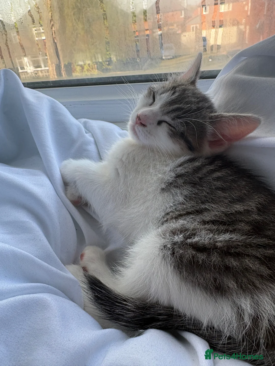 Mixed Breed cats for sale: Very cute kitten . in Manchester - Advert 2