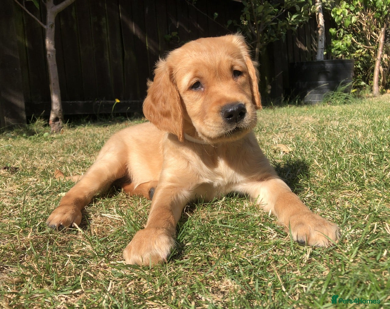 Golden Retriever dogs KC Dark Red Golden Retrievers 100% DNA Health Test - Advert 2