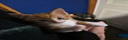 Mixed Breed cats for sale: Male kitten looking for a new home - Advert 5