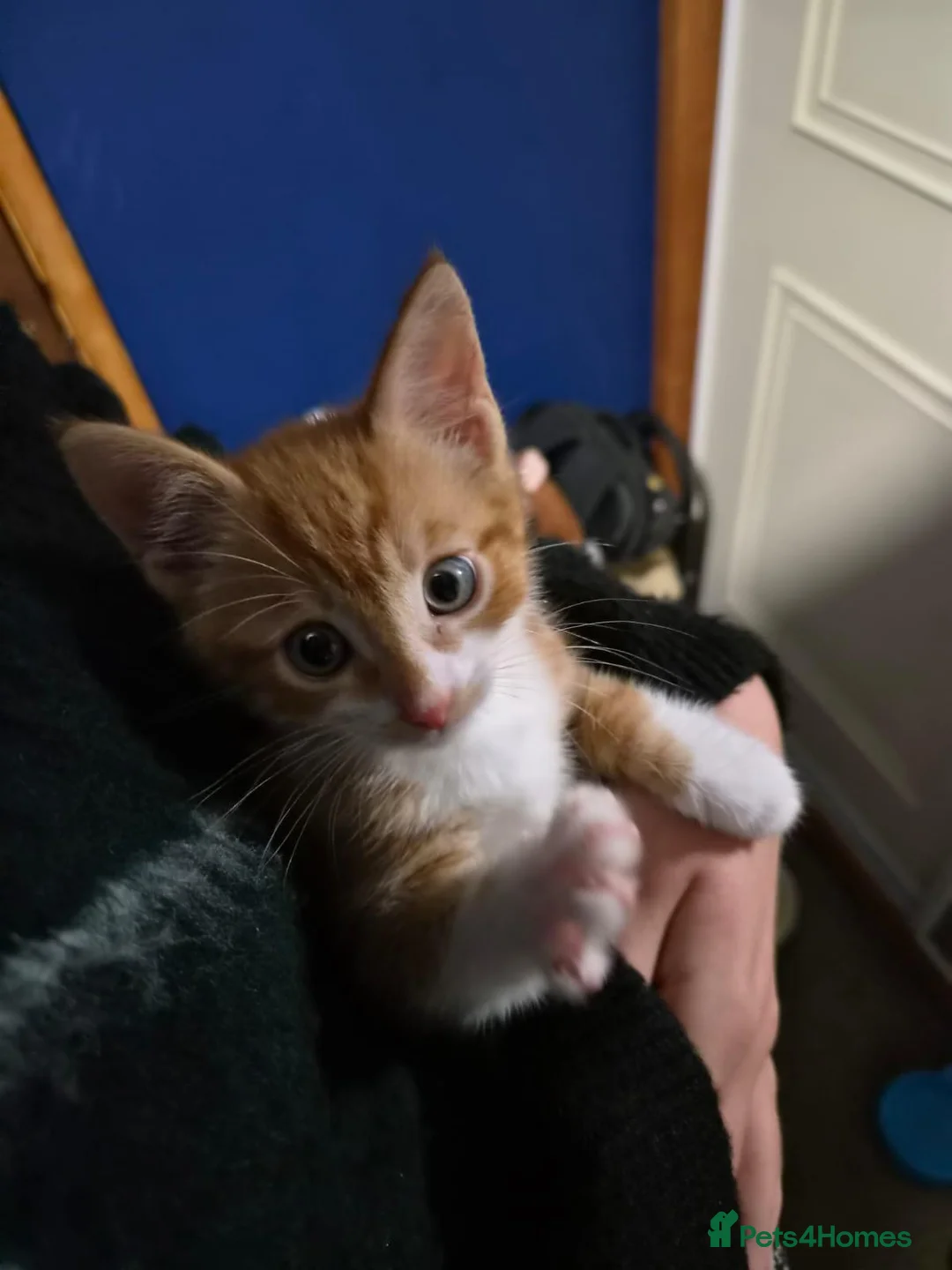 Mixed Breed cats for sale: Male kitten looking for a new home - Advert 5