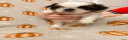 Shih Tzu dogs for sale: Two beautiful puppies remaining  - Advert 2
