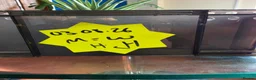 Leopard Gecko reptiles for sale: Baby leopard geckos - Advert 19