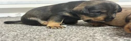 Mixed Breed dogs for sale: Miniature schnoxie/schnauzund puppy’s  - Advert 30
