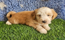Tibetan Terrier dogs for sale: Fantastic Tibetan terriers - Image 1