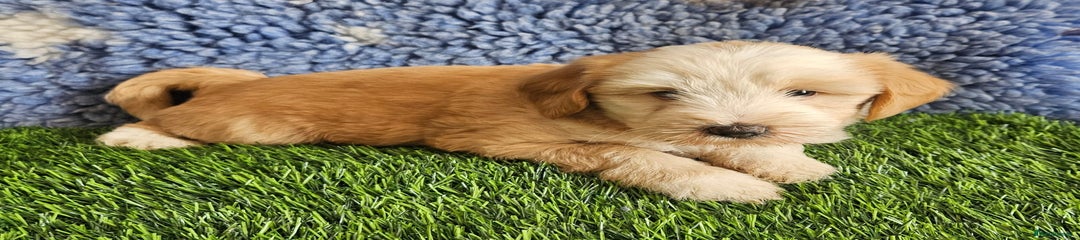 Tibetan Terrier Puppy 2