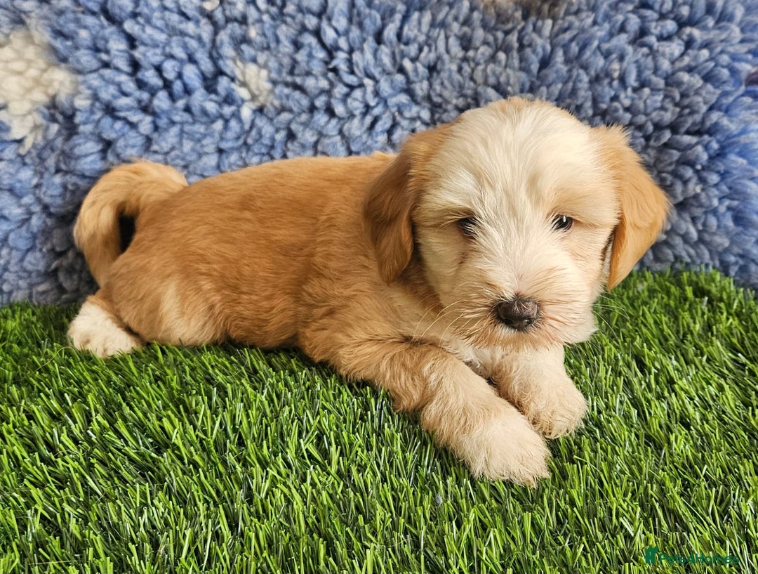 Tibetan Terrier dogs for sale: Fantastic Tibetan terriers - Image 1