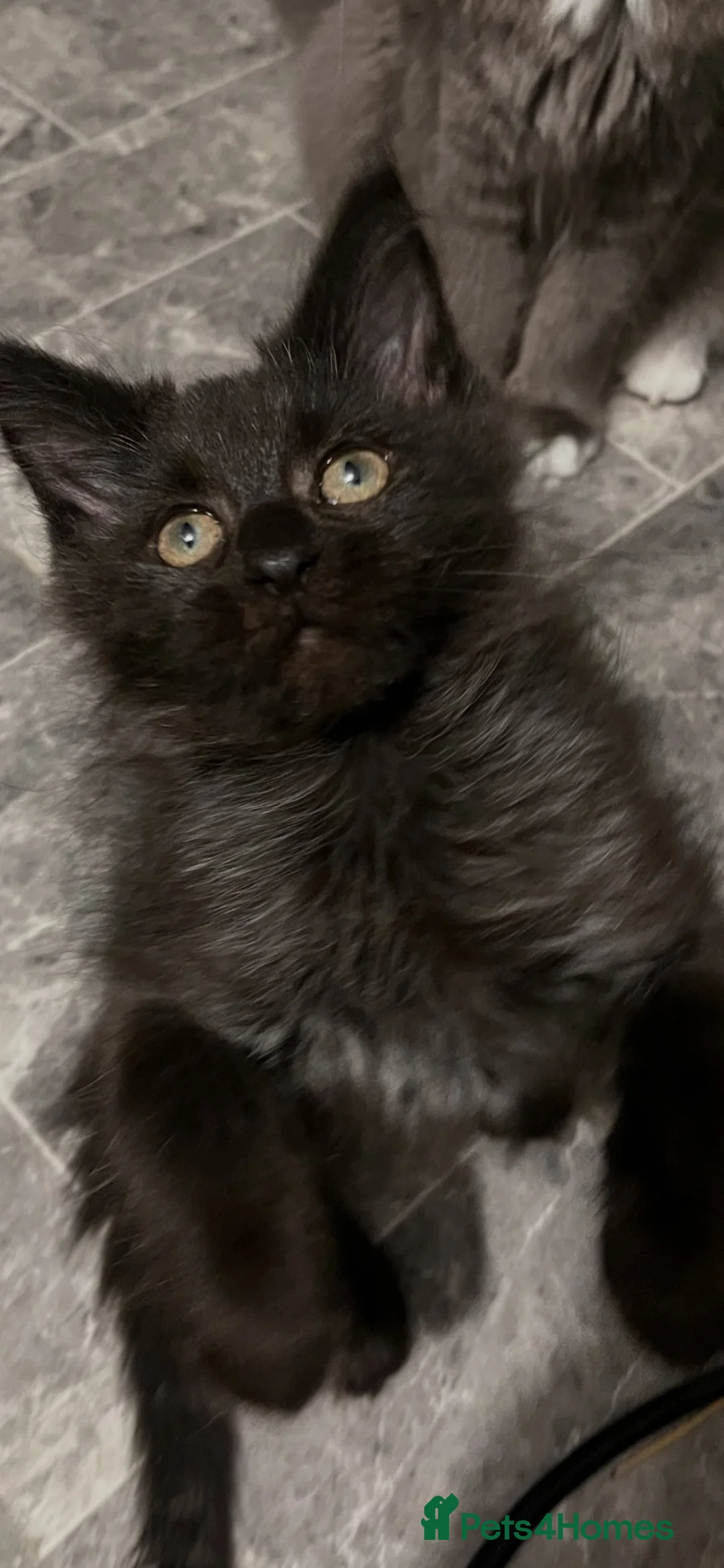 Maine Coon cats for sale: Beautiful Maine coon grey and black smoke   - Advert 9