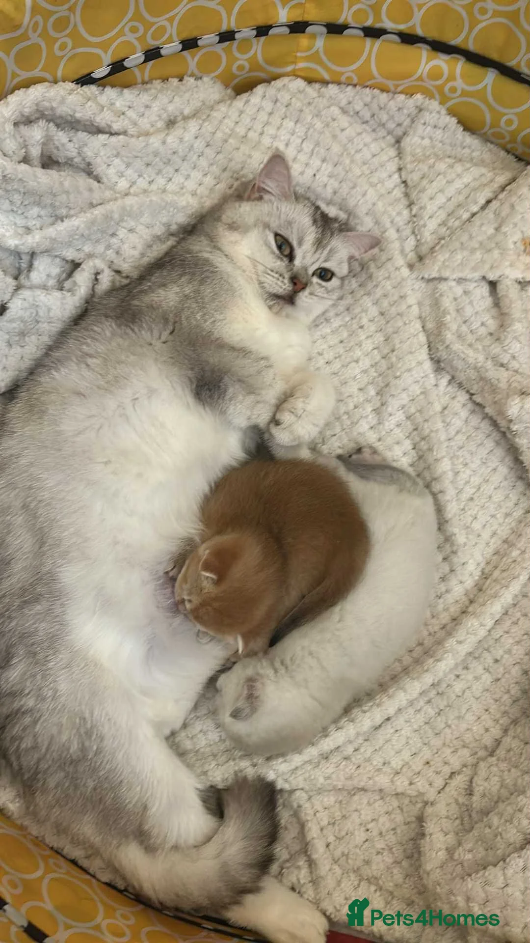 Scottish Fold cats for sale: Fall in love Reservations open beautiful kitties  - Advert 2