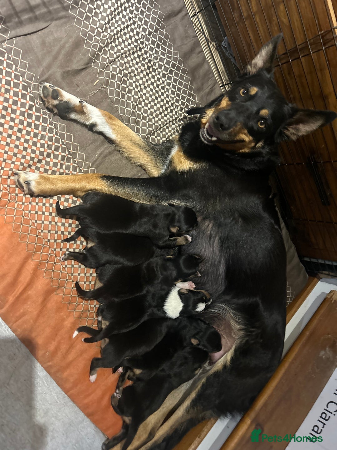 Mixed Breed dogs for sale: Kelpie x Collie Puppies looking for homes - Image 8