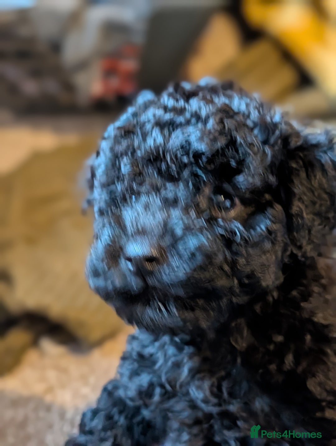 Chipoo dogs for sale: Beautiful tiny fluffy chipoos - Advert 7