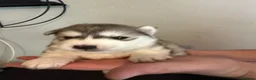 Siberian Husky dogs for sale: Siberian Husky  - Advert 12